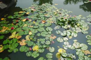 Best Herbicide For Lake Weeds