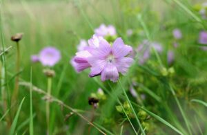 Best Herbicide For Mallow