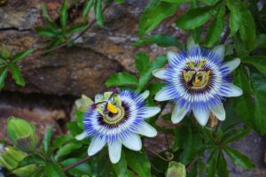 Plants That Vine Quickly