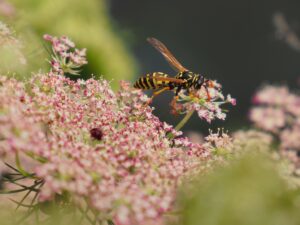 What Flowers Do Wasps Hate