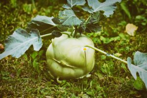 Plants That Start With K
