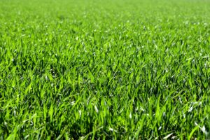 Best Grass For San Antonio