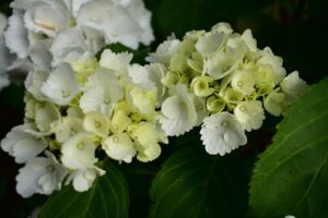 Best Companion Plants For Limelight Hydrangea