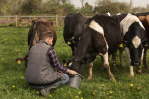 What To Feed A Dairy Cow To Gain Weight?