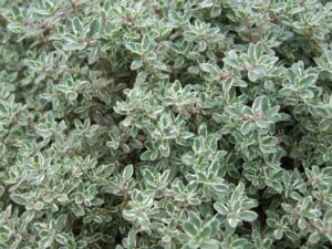 Top 10 Medicinal Herbs To Grow