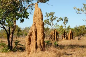 Termite Treatment Charlotte Nc
