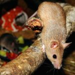 Best Deterrent For Mice