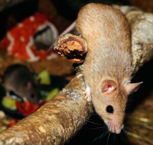 Best Deterrent For Mice