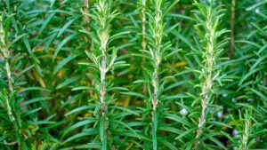 Best Perennial Herbs For Garden