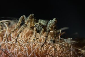 Pest Control For Wolf Spiders