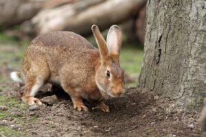 Keeping Bunnies Out Of Garden