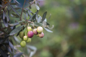 Why Are My Olive Tree Leaves Turning Brown And Falling Off?