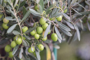 Olive Tree Not Producing Olives