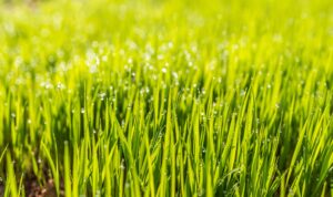 Best Grass For Coastal Carolina