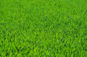 Best Grass For Wilmington NC