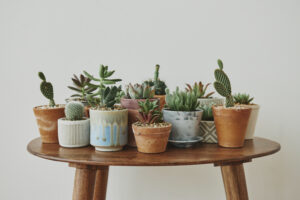 Best Potted Plants For Front Porch Low Maintenance