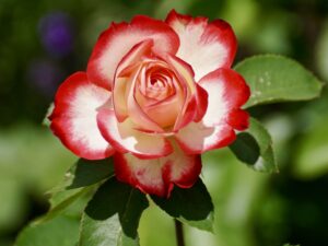 What Is The Prettiest Flower Name For A Girl?