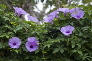 Plants That Bloom At Night