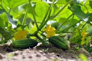 Best Fertilizer For Cukes In Pots