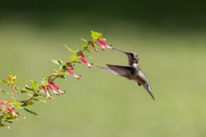Bird Friendly Outdoor Garden Ideas