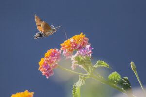 What Is The Favorite Flower Of Hummingbird Moths? 