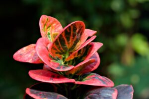 Best Fertilizer For Croton Plant