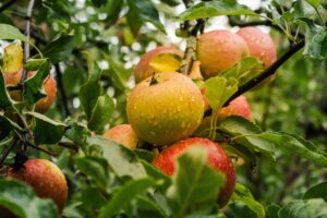 Best Fertilizer For Apple Trees In Spring