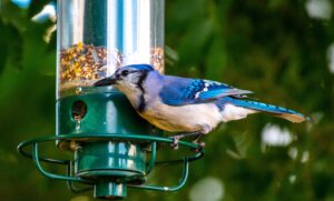 Best Bird Feeder To Avoid Rats