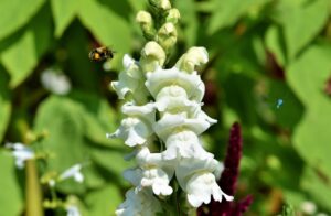 Best Fertilizer For Snapdragons
